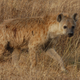 Illustration for article titled Out of Africa. Hyenas.
